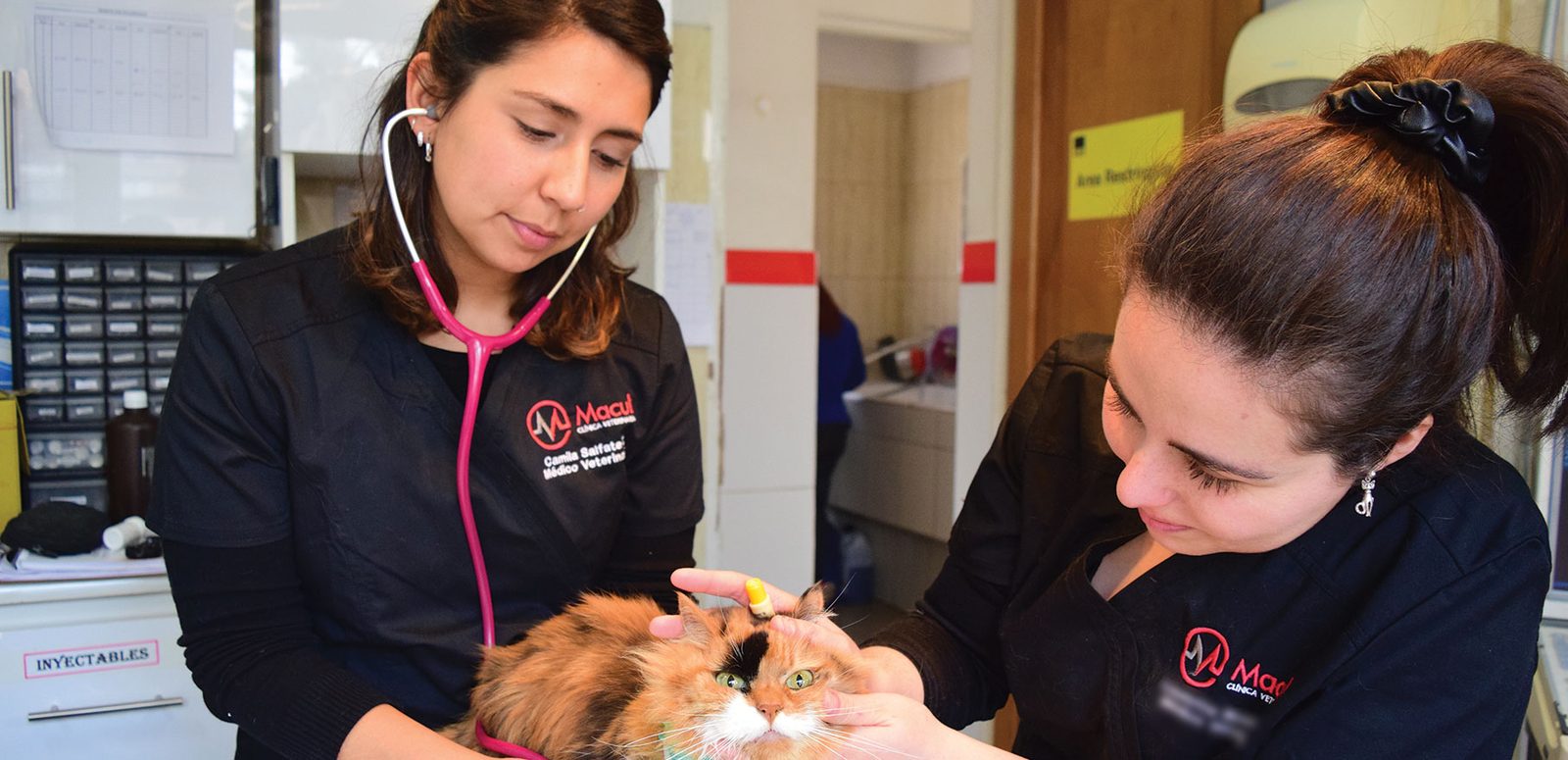 Equipo de Clínica Macul atendiendo a un gato, con la nueva identidad en sus uniformes