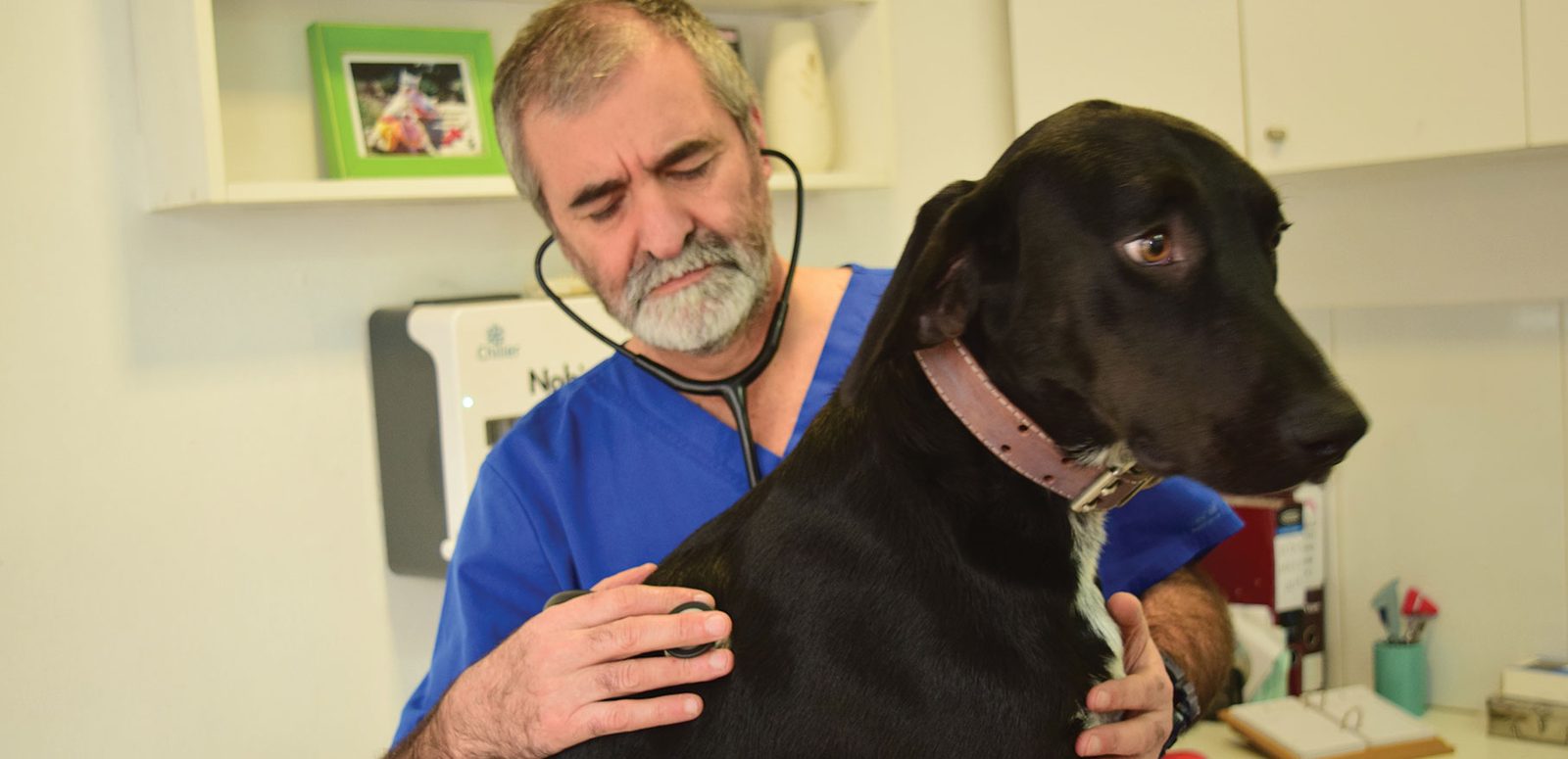 Veterinarian examining a black dog with a stethoscope