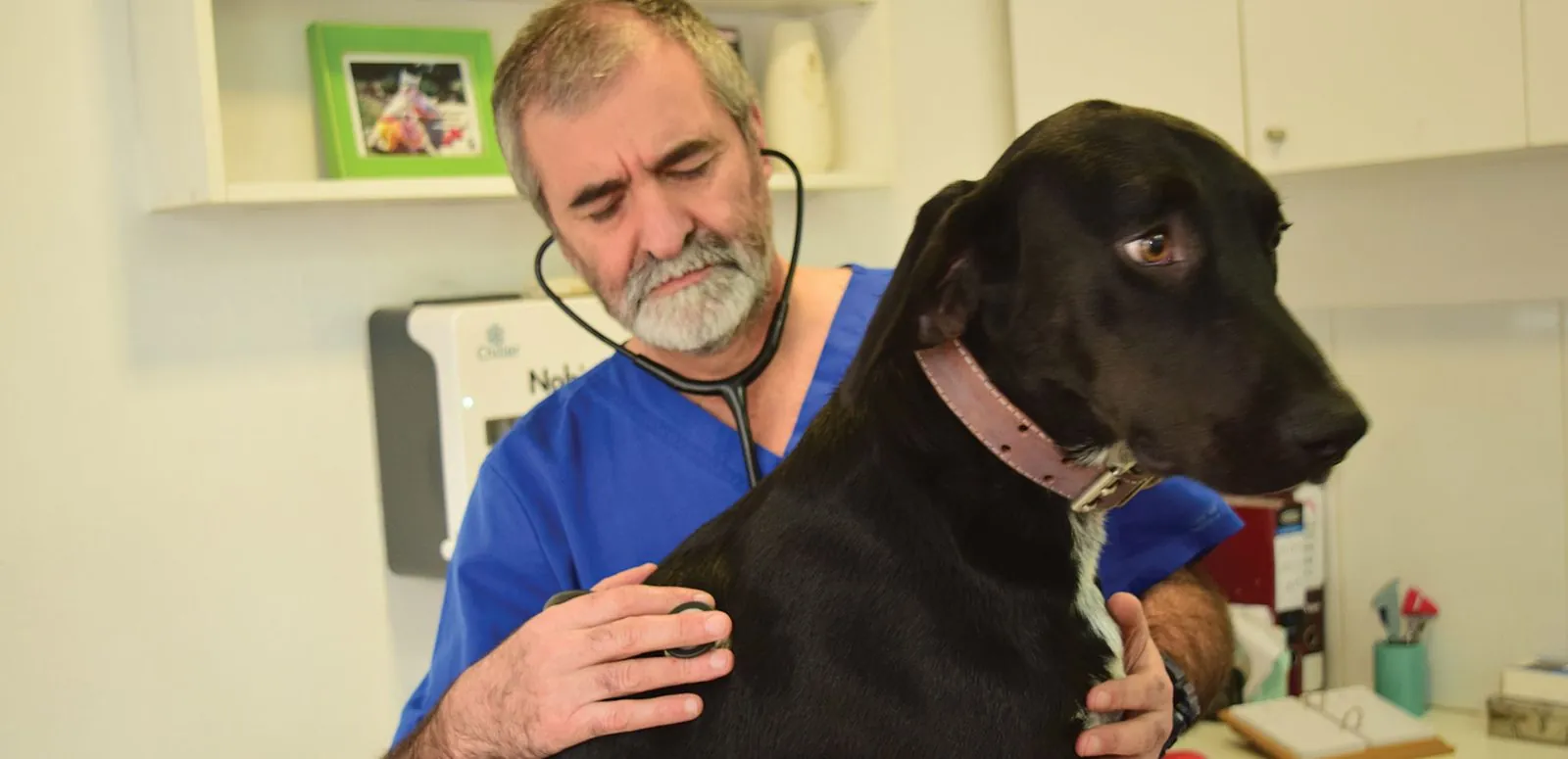 Veterinarian examining a black dog with a stethoscope