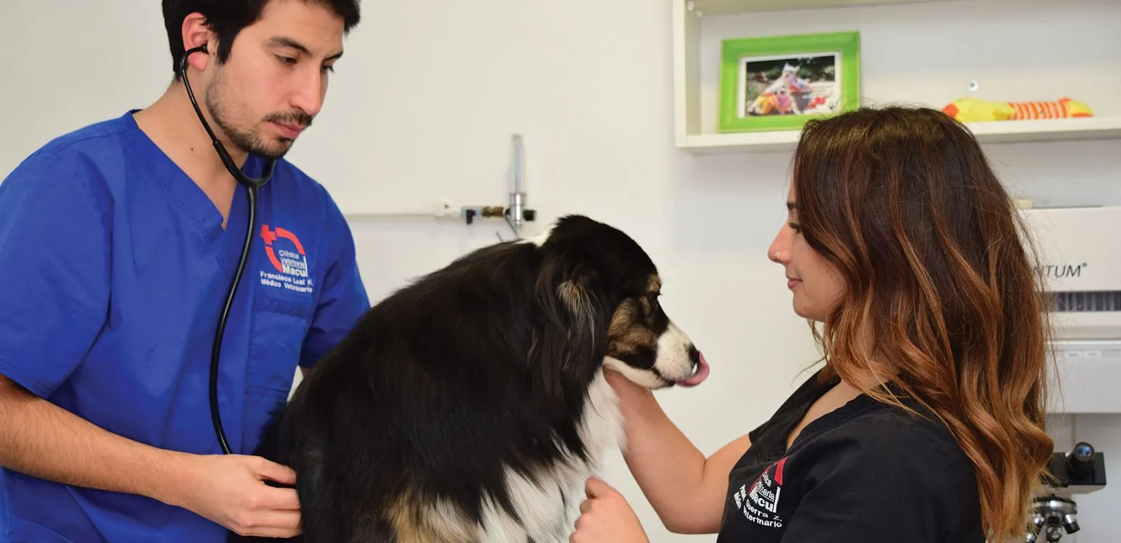Veterinary care for a dog with the Macul team