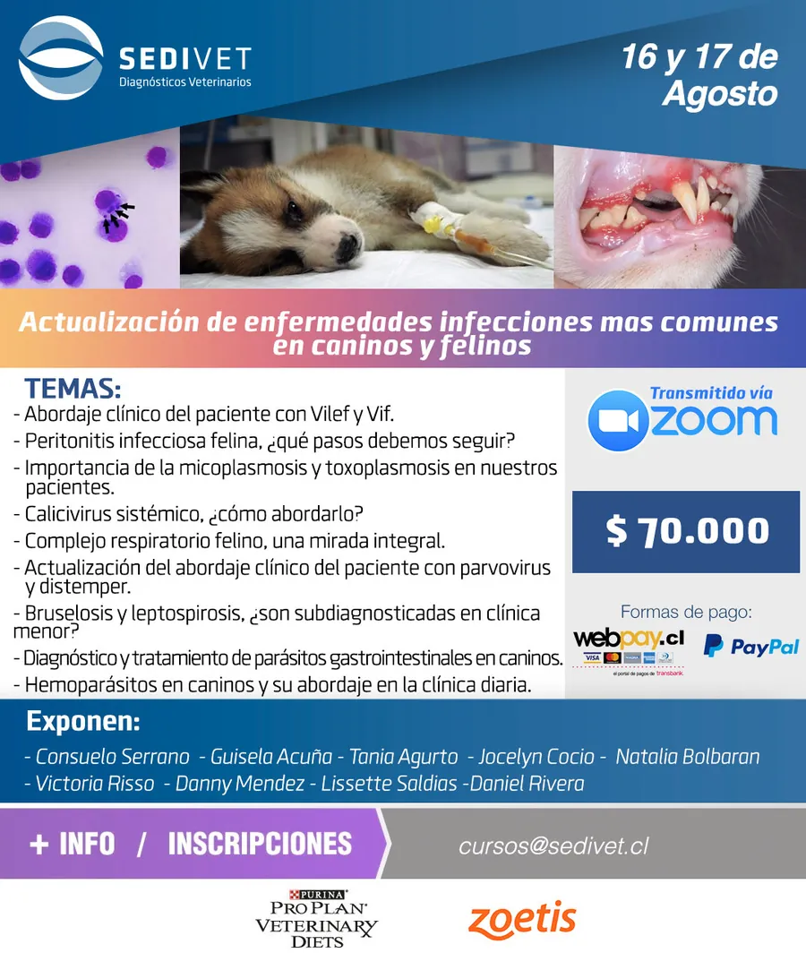 Social media piece for Sedivet's online course on infectious diseases in dogs and cats, streamed on Zoom