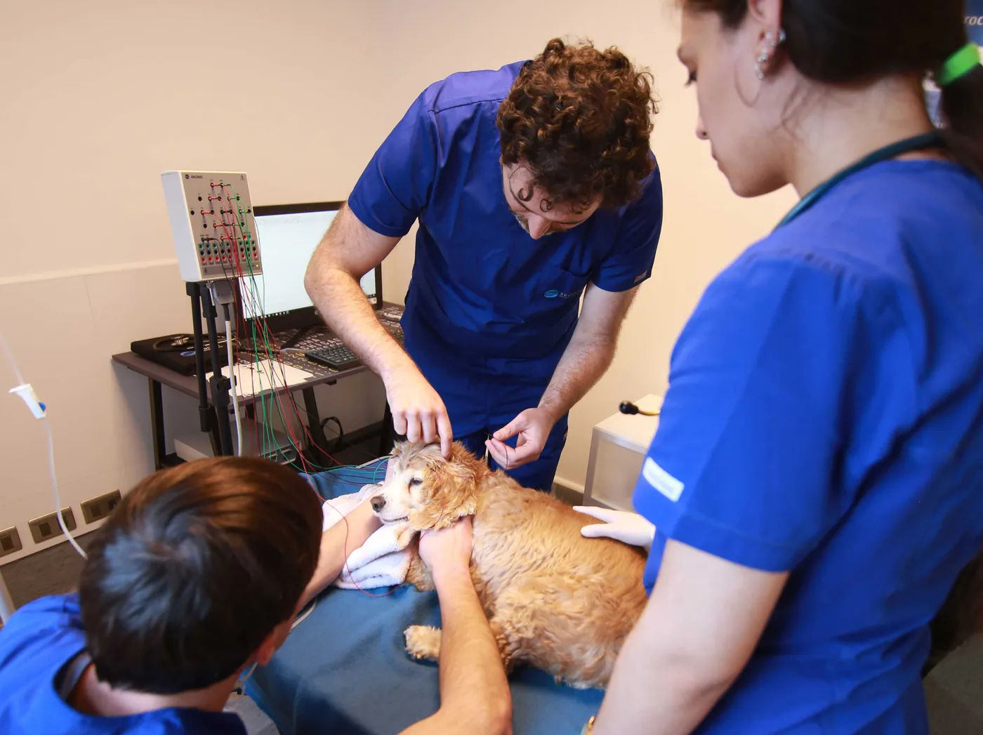 Sedivet veterinarians examining a patient