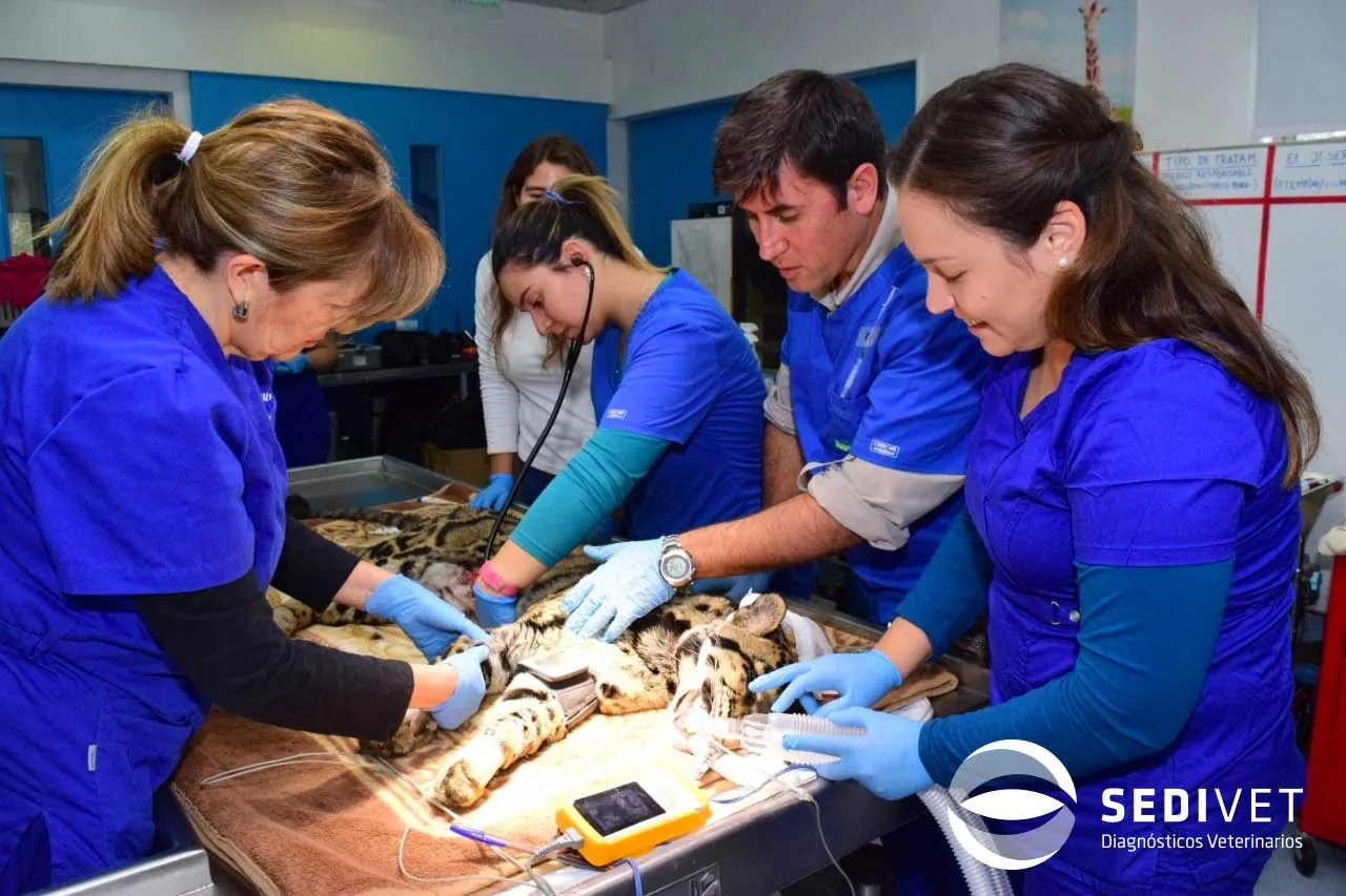 Sedivet team caring for a patient during a procedure